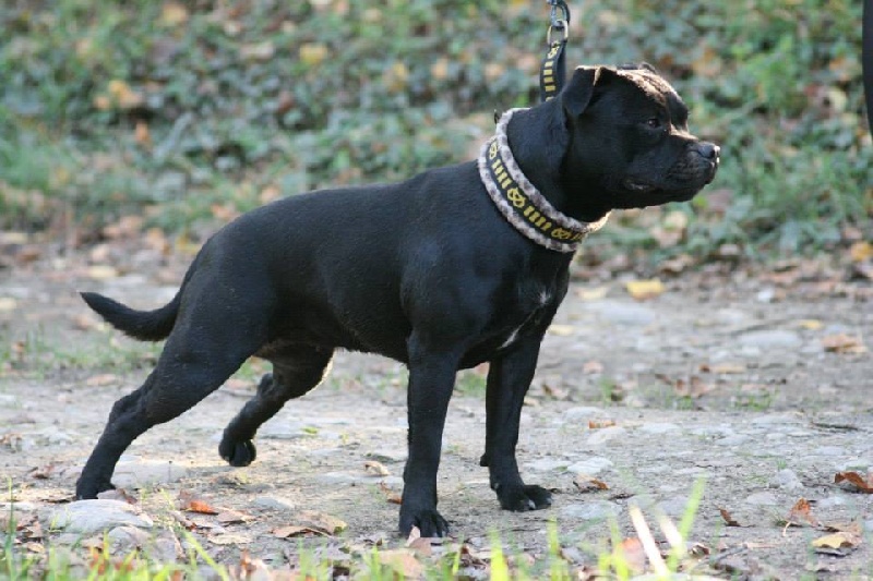 CH. legendstaff Lady chicholina