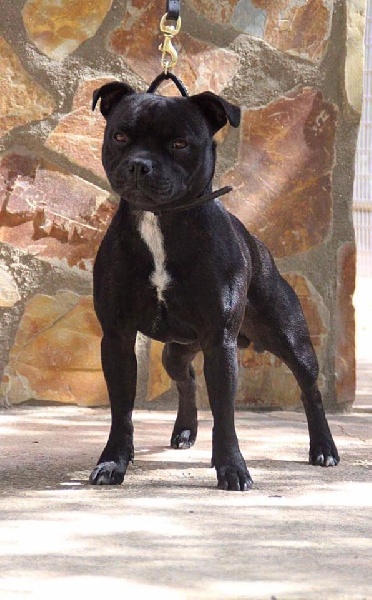 Jesukay junior blackbull diamonds