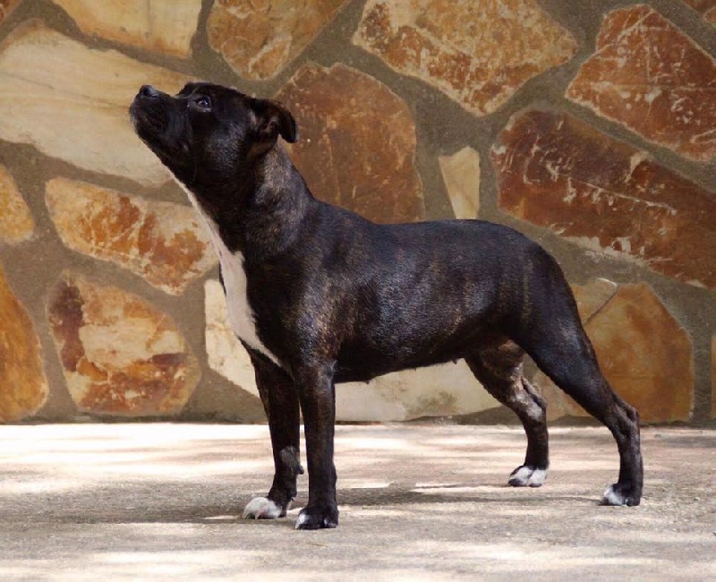 Lady chichilina at dimantstaff bbd