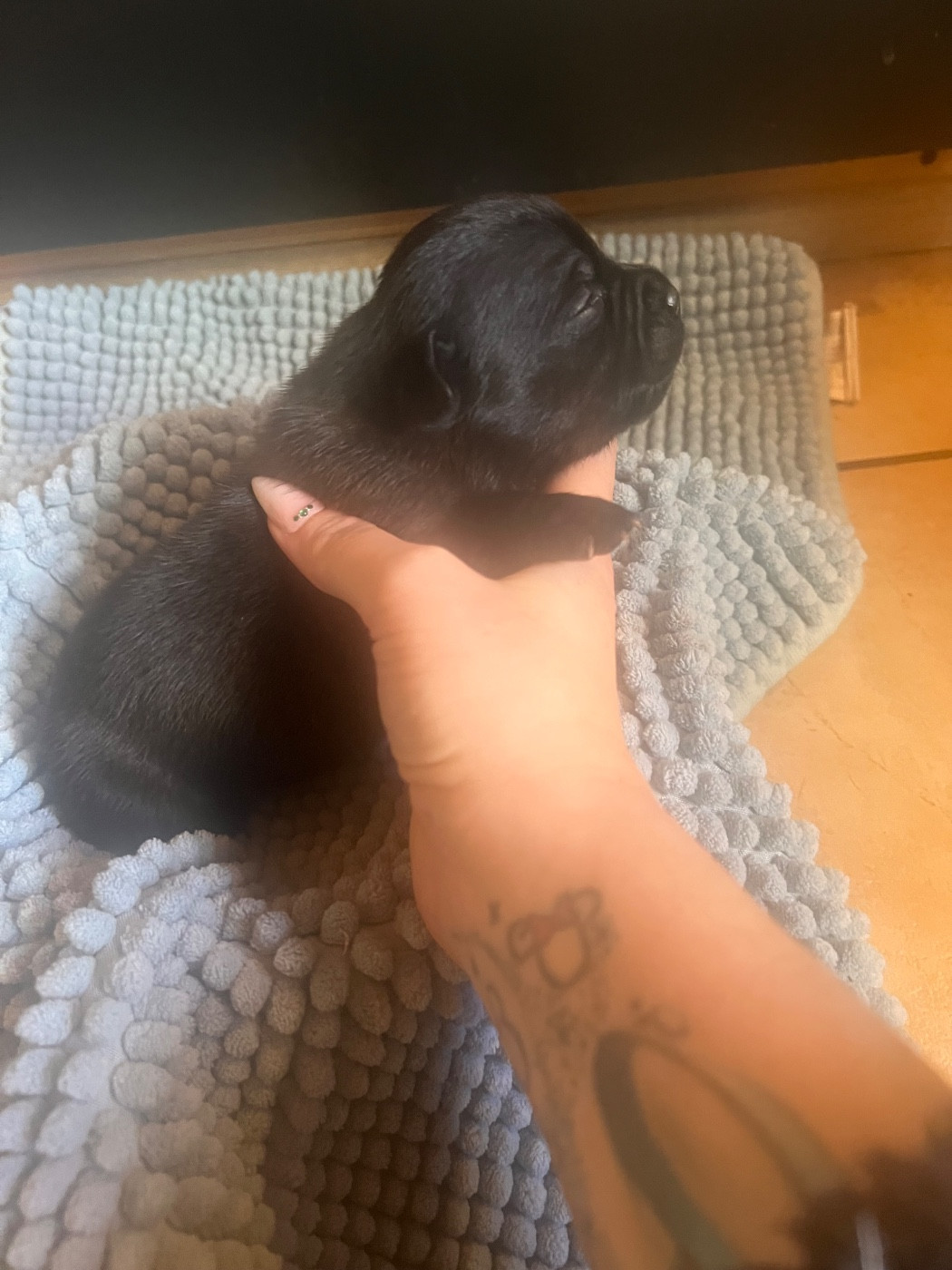 Di Mantstaff - Chiots disponibles - Staffordshire Bull Terrier