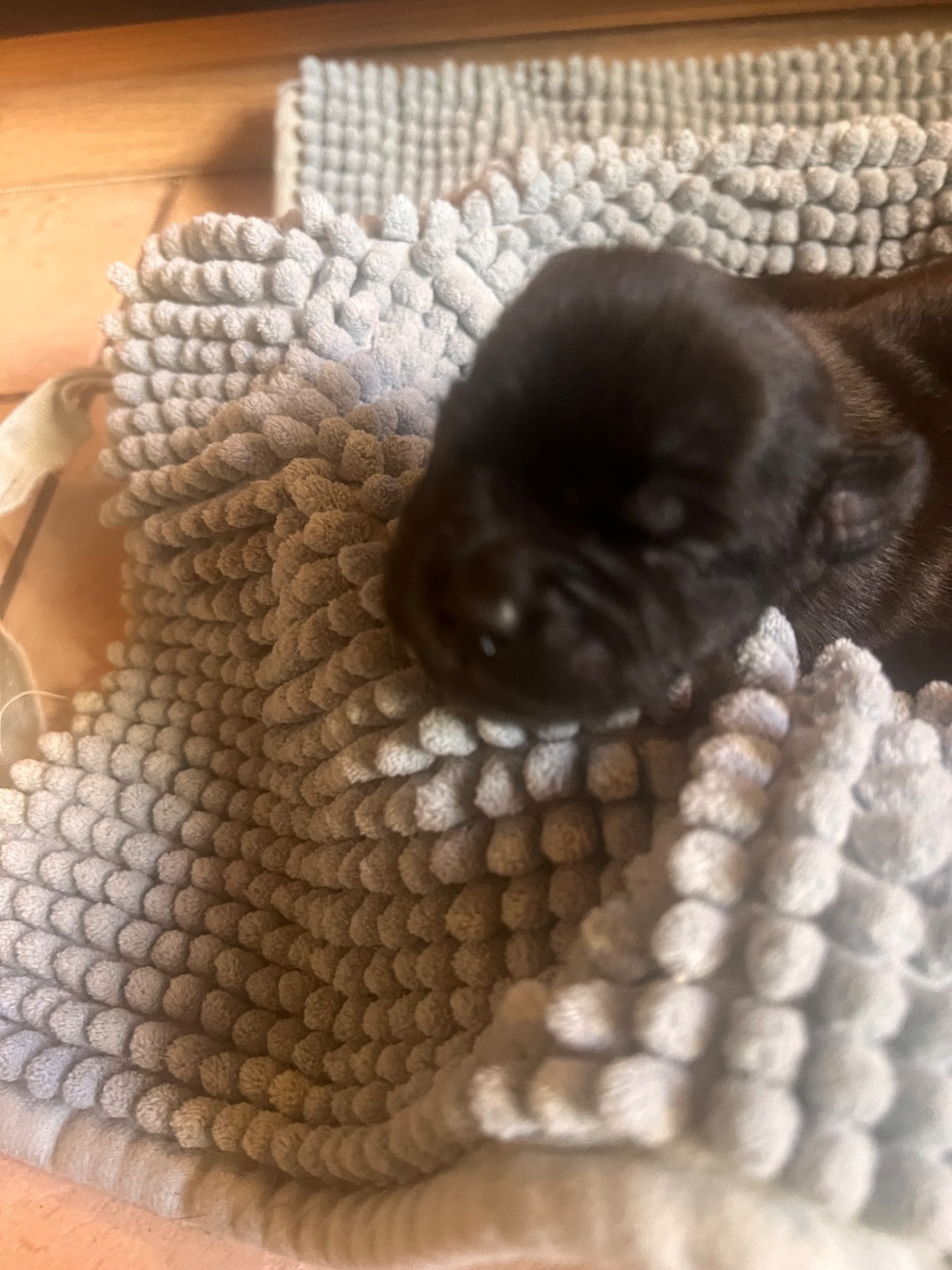 Di Mantstaff - Chiots disponibles - Staffordshire Bull Terrier