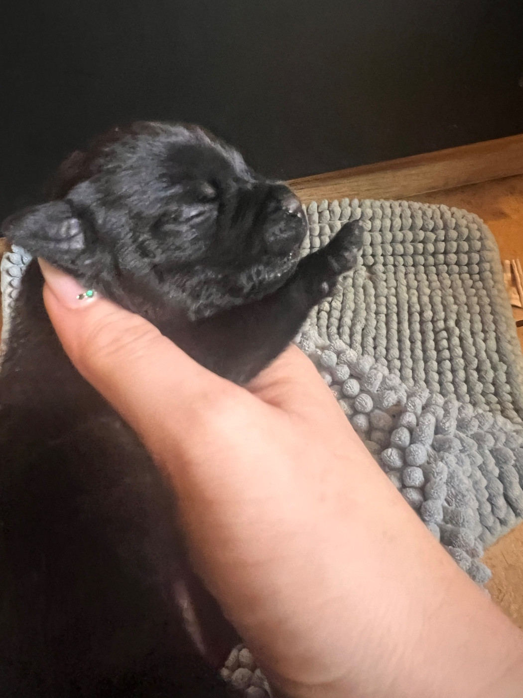 Di Mantstaff - Chiots disponibles - Staffordshire Bull Terrier