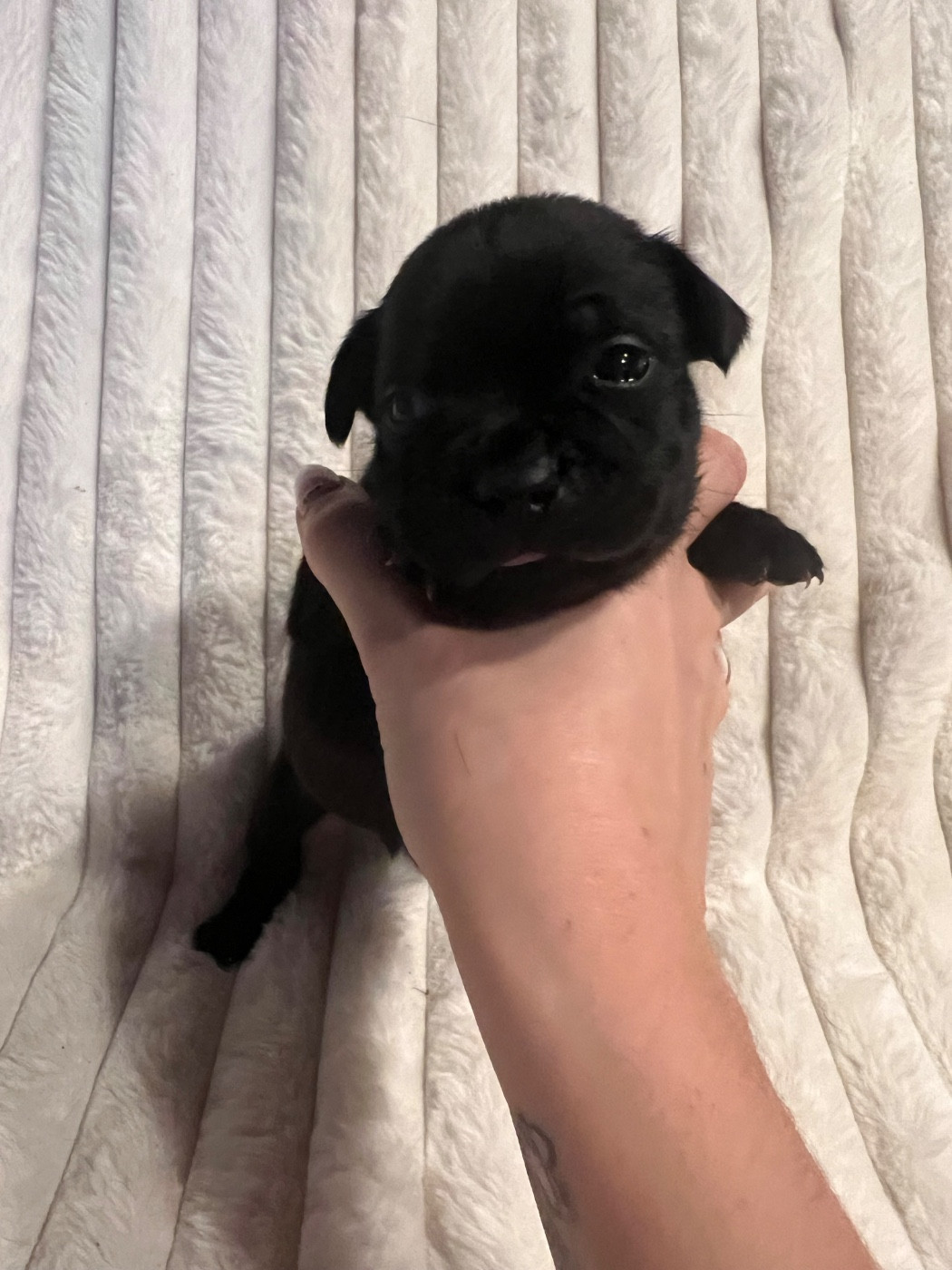 Di Mantstaff - Chiots disponibles - Staffordshire Bull Terrier