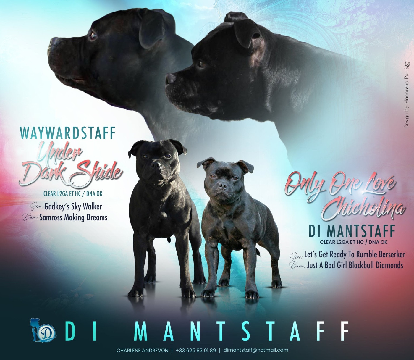 Di Mantstaff - Staffordshire Bull Terrier - Portée née le 04/12/2025